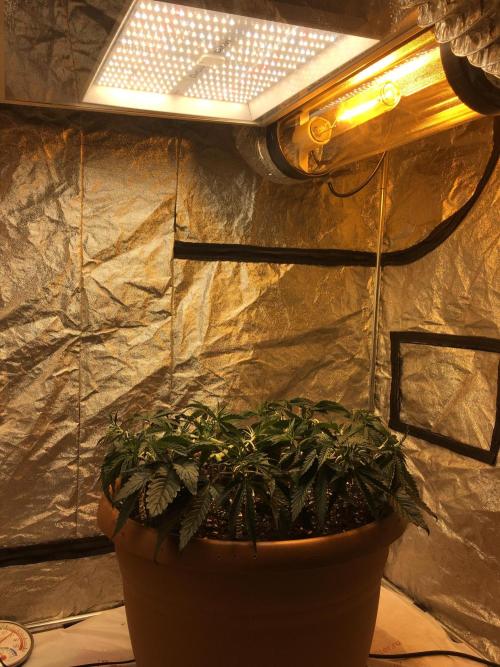 The Tropical Ice Cream One  F026. Week 7