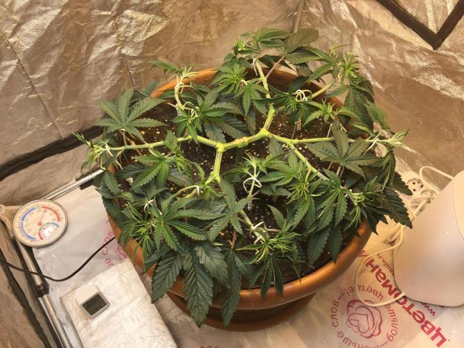 The Tropical Ice Cream One  F026. Week 7