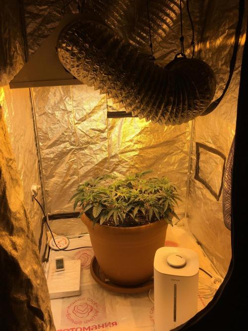 The Tropical Ice Cream One  F026. Week 7