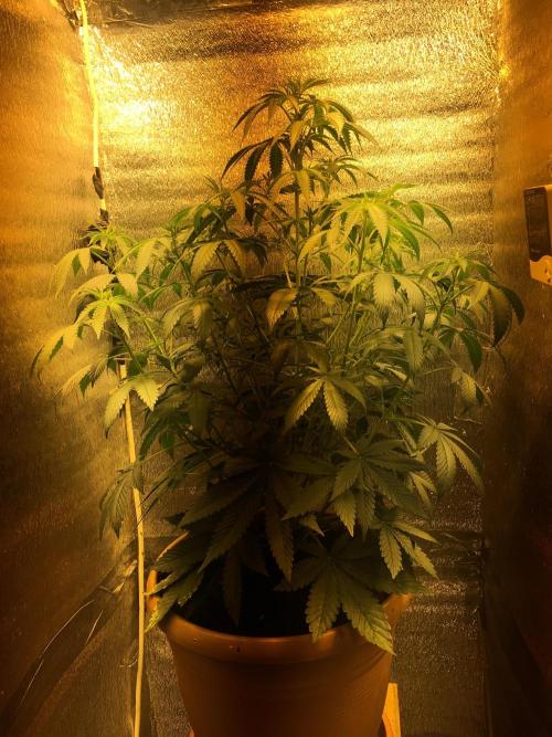 The Tropical Ice Cream One  F026. Week 7 - #2