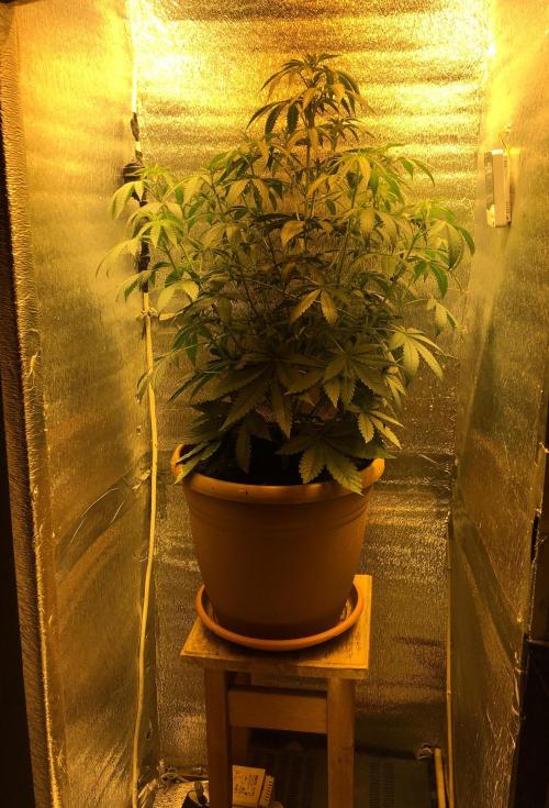 The Tropical Ice Cream One  F026. Week 7
