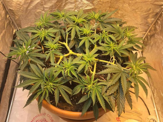 The Tropical Ice Cream One  F026. Week 7