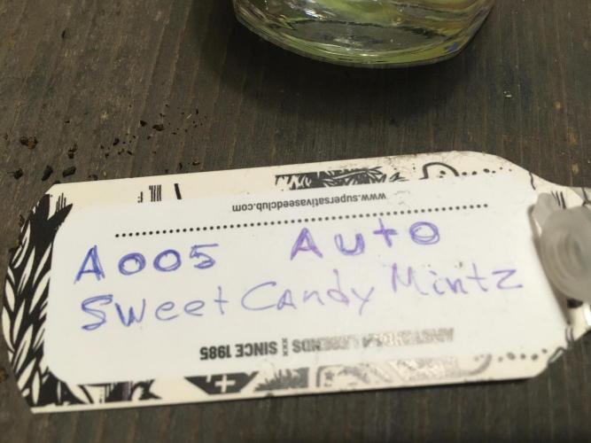 A 005 Sweet Candy Mintz Auto. Week 0