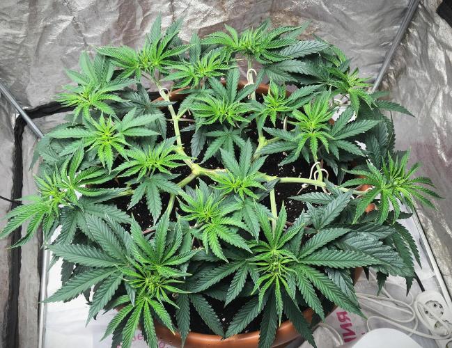The Tropical Ice Cream One  F026. Week 7