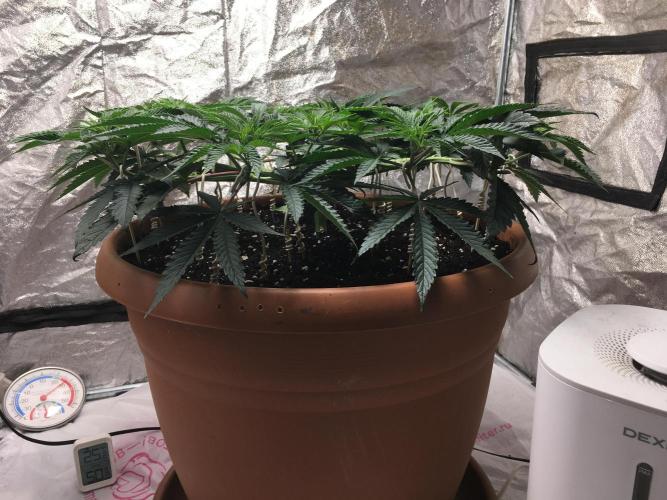 The Tropical Ice Cream One  F026. Week 7