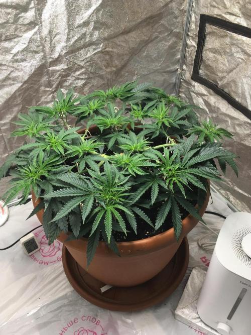 TS1000 Full Spectrum LED. Week 7