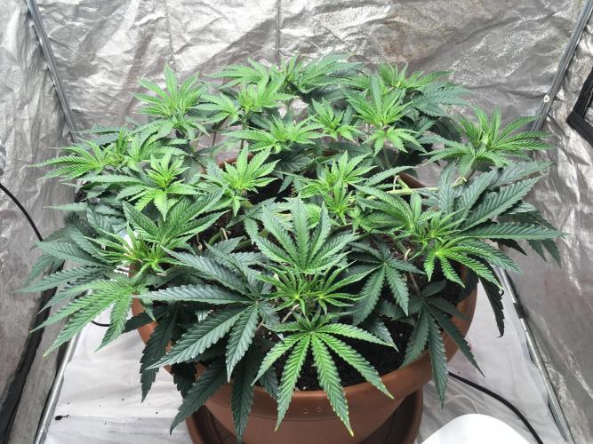 The Tropical Ice Cream One  F026. Week 7 - Shedule 12/12