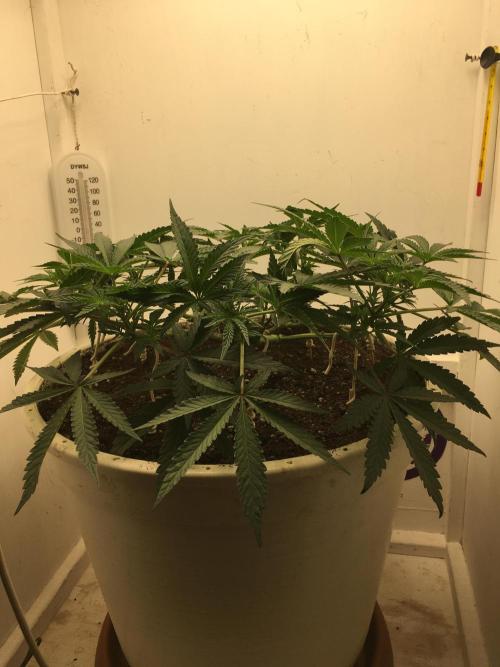 The Gassy One F027. Week 7