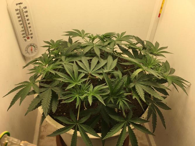The Gassy One F027. Week 7