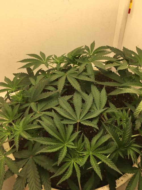 The Gassy One F027. Week 7