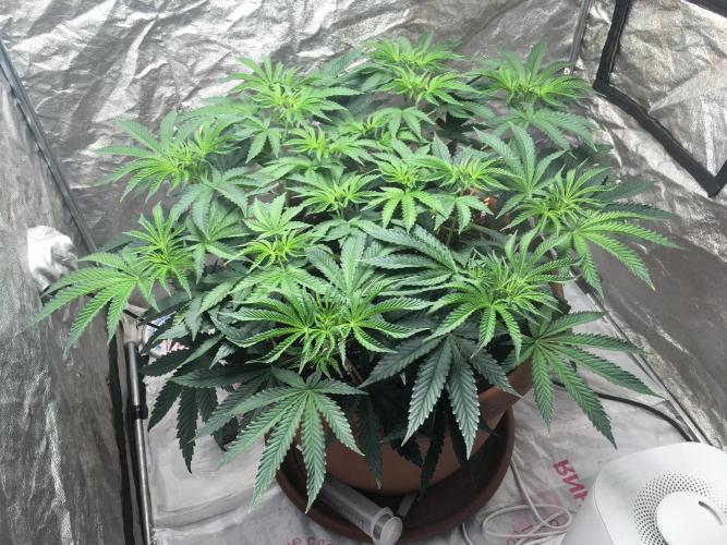 The Tropical Ice Cream One  F026. Week 8 - #1