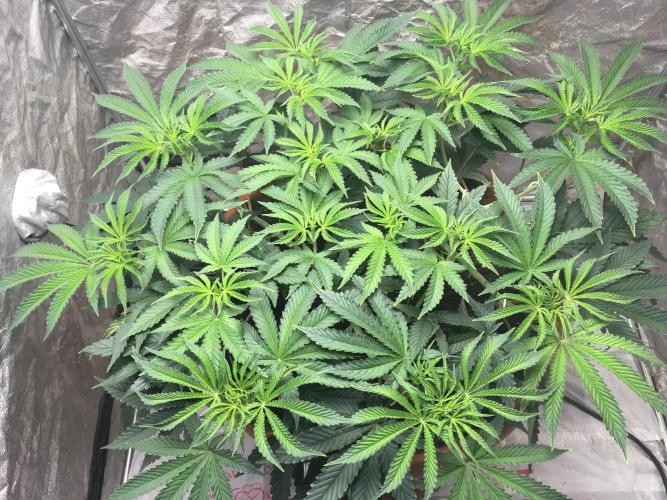 The Tropical Ice Cream One  F026. Week 8