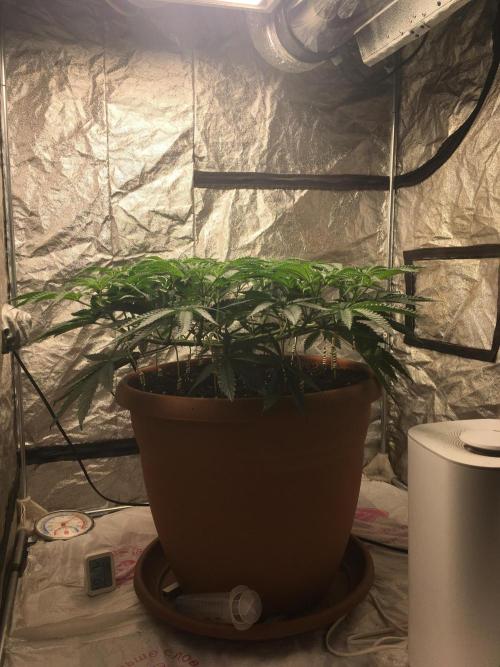 The Tropical Ice Cream One  F026. Week 8