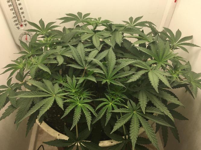 The Gassy One F027. Week 8