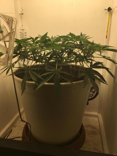 The Gassy One F027. Week 8