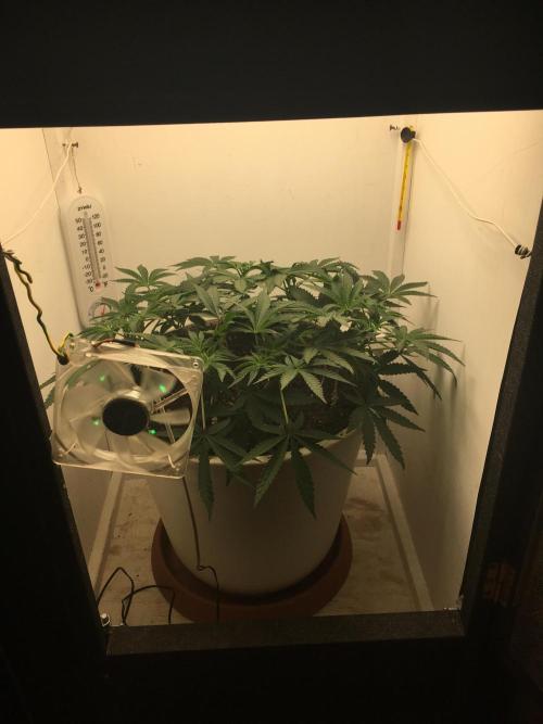 The Gassy One F027. Week 8