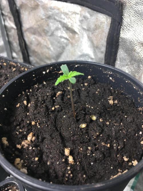 A 005 Sweet Candy Mintz Auto. Week 1