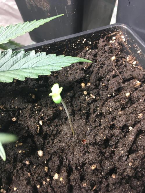 A 005 Sweet Candy Mintz Auto. Week 1