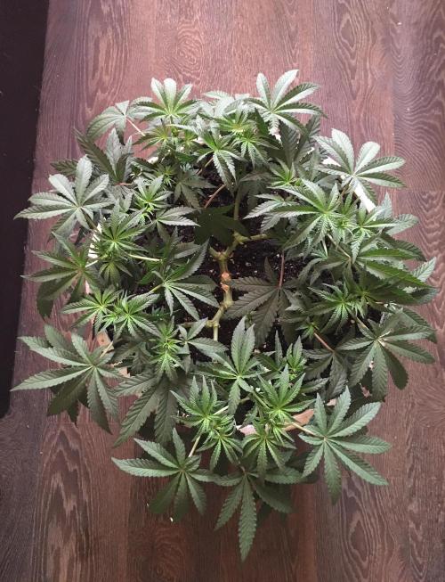 The Gassy One F027. Week 8