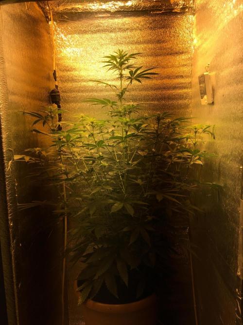 The Tropical Ice Cream One  F026. Week 8 - #2