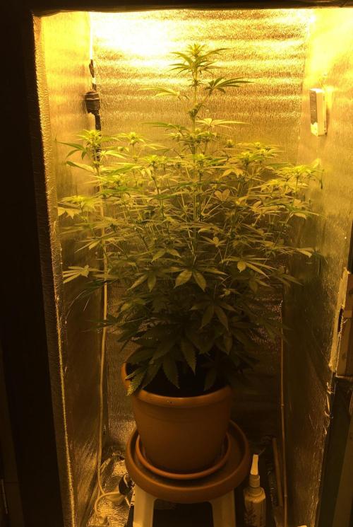 The Tropical Ice Cream One  F026. Week 8