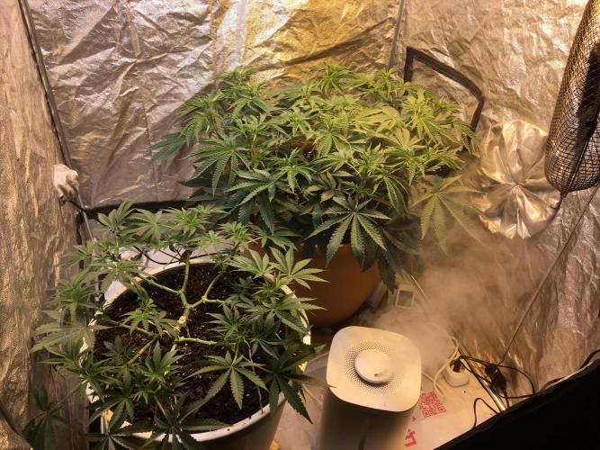 The Tropical Ice Cream One  F026. Week 8
