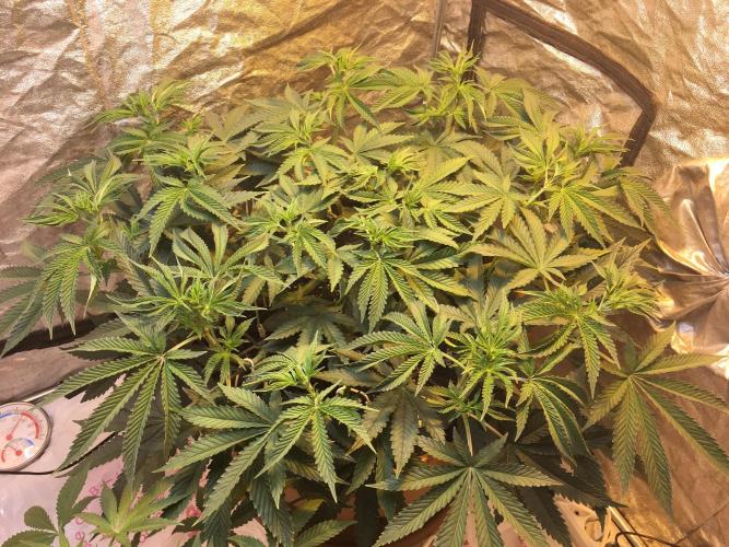The Tropical Ice Cream One  F026. Week 8
