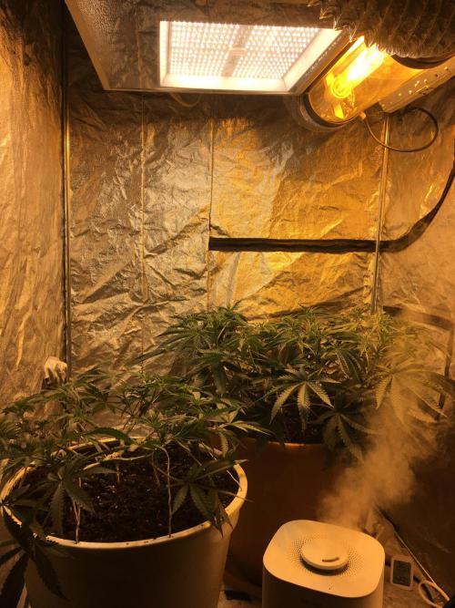 The Tropical Ice Cream One  F026. Week 8