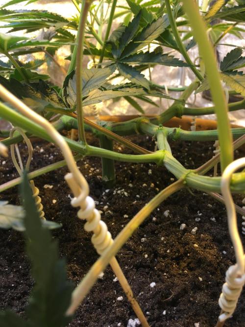 The Tropical Ice Cream One  F026. Week 8