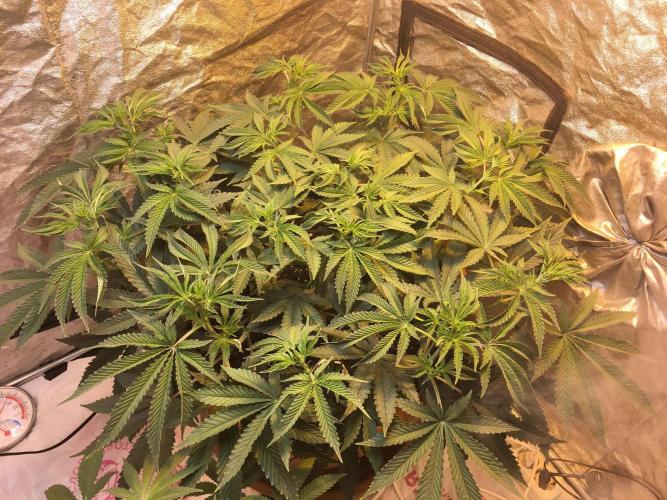 The Tropical Ice Cream One  F026. Week 8