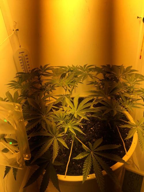 The Gassy One F027. Week 8