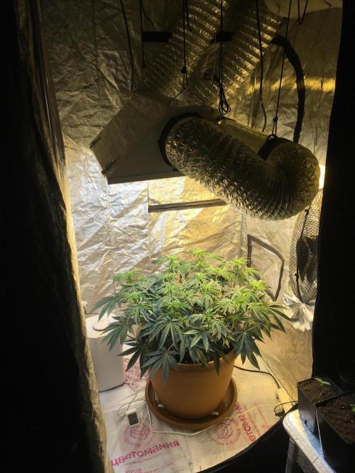The Tropical Ice Cream One  F026. Week 8