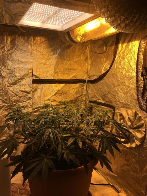 The Tropical Ice Cream One  F026. Week 8
