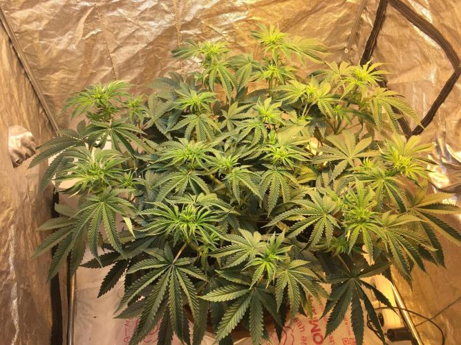 The Tropical Ice Cream One  F026. Week 8