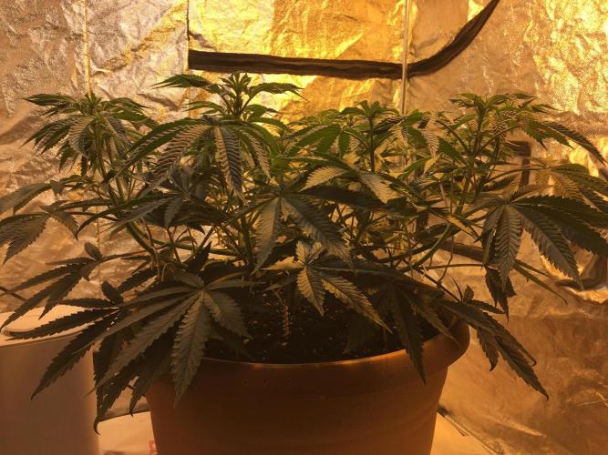 The Tropical Ice Cream One  F026. Week 8