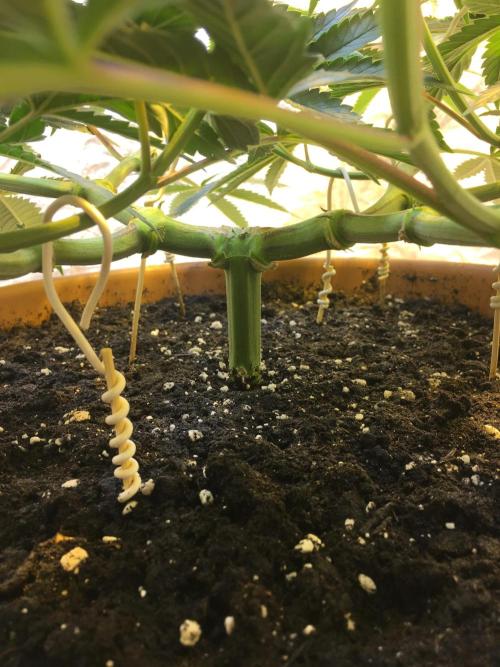 The Tropical Ice Cream One  F026. Week 8