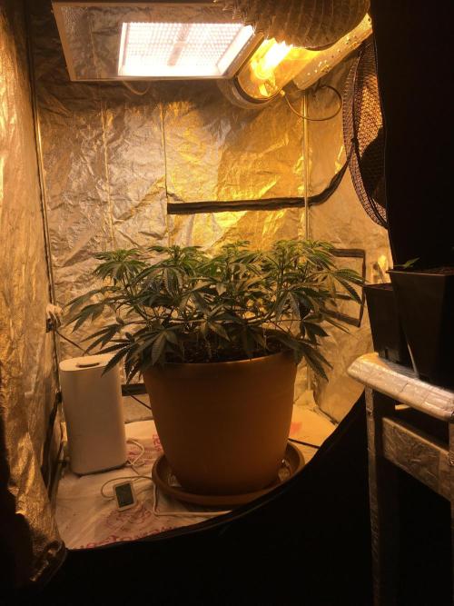 The Tropical Ice Cream One  F026. Week 8