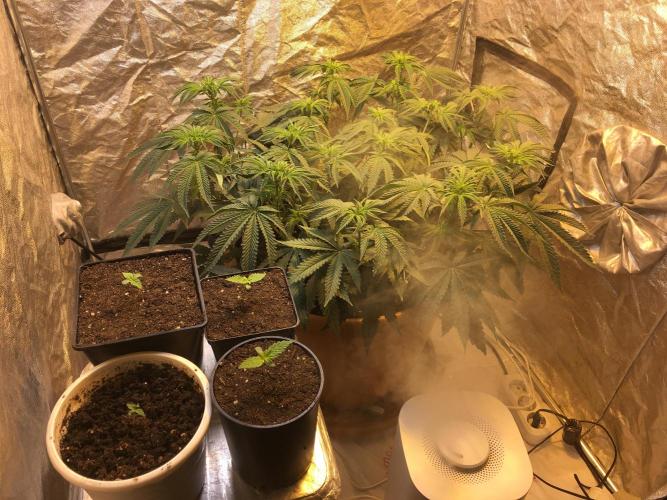 The Tropical Ice Cream One  F026. Week 8