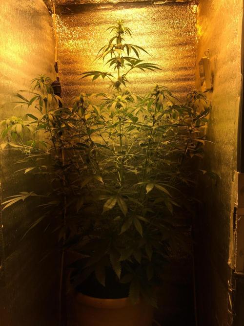 The Tropical Ice Cream One  F026. Week 8 - #2