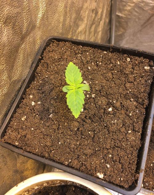 A 005 Sweet Candy Mintz Auto. Week 2