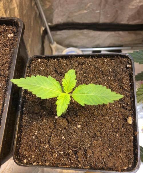 A 005 Sweet Candy Mintz Auto. Week 2