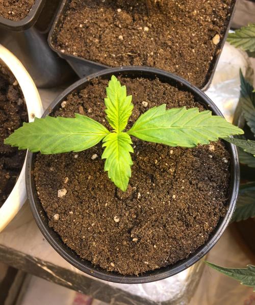 A 005 Sweet Candy Mintz Auto. Week 2