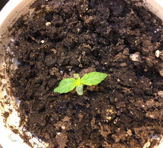 A 005 Sweet Candy Mintz Auto. Week 2