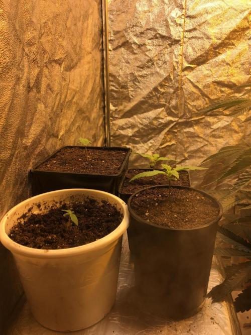A 005 Sweet Candy Mintz Auto. Week 2