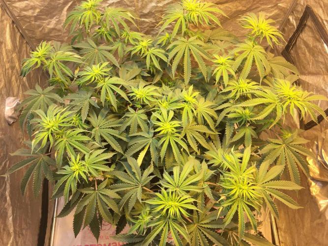 The Tropical Ice Cream One  F026. Week 9