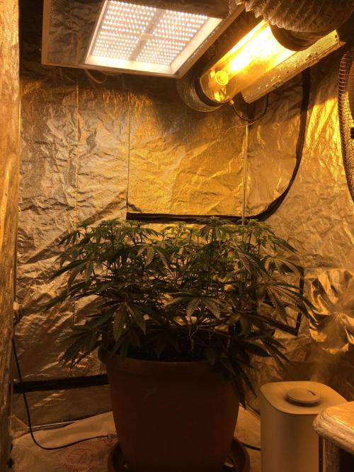 The Tropical Ice Cream One  F026. Week 9 - #1