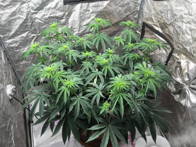 The Tropical Ice Cream One  F026. Week 9