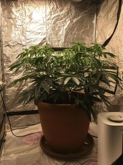 The Tropical Ice Cream One  F026. Week 9