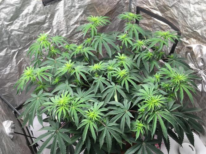 The Tropical Ice Cream One  F026. Week 9