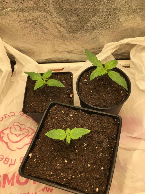 A 005 Sweet Candy Mintz Auto. Week 2
